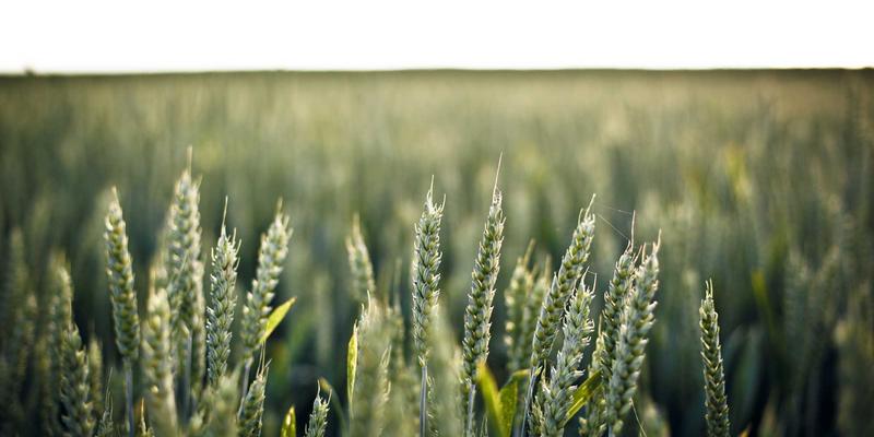 肝脏排毒养生指南：高效食物清单与伤肝习惯解析，为健康养老保驾护航