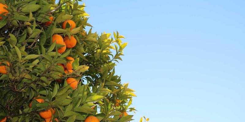 肠道菌群与情绪健康：'肠脑轴'养生指导在老年护理与健康管理中的关键作用